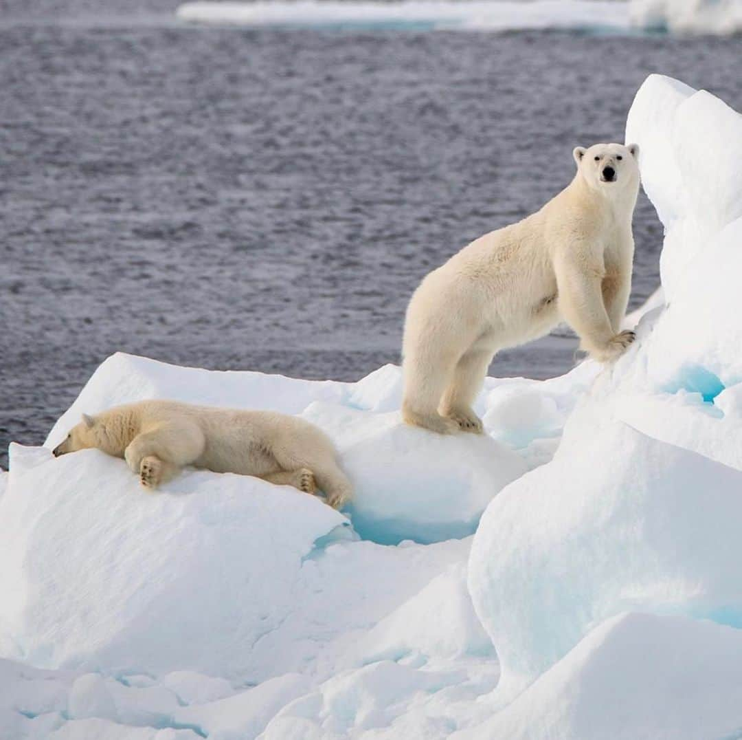 Polar Bearsのインスタグラム：「Which polar bear are you on a Friday night? The left chill one or the right adventure one? Photo by @gibboney」