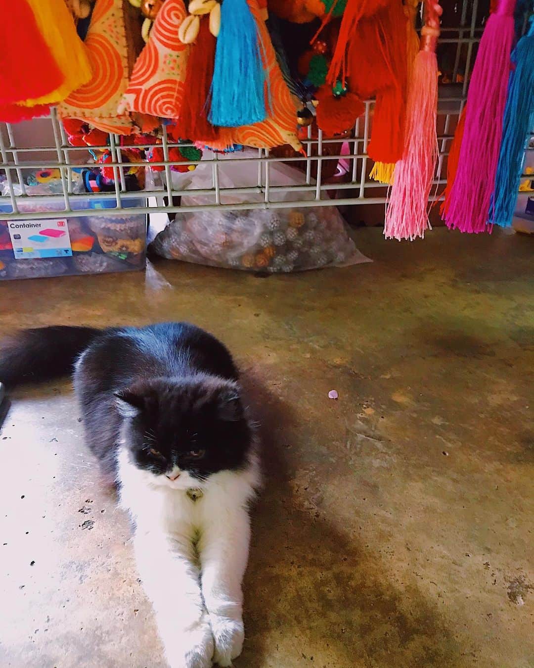 D[di:]のインスタグラム：「チェンマイのいろいろメモ﻿ ﻿ 1.モン族市場の手芸用品店の猫にゃ〜🐱﻿ 可愛すぎた…﻿ モン族市場は、買い物天国すぎて、写真とりわすれるくらい鼻息荒くなりすぎた。この間奇祭チヨ子は、お寺マッサージに行った。めちゃくちゃスッキリ小顔になって再会。次は、私もテラマッサージためしたい。﻿ ﻿ 2.3.モン族市場で買ったもの達一部(あくまで！)﻿ ⭐️タイコットンプルオーバー120bt(新市街では750バーツくらいだた)﻿ タイコットンパンツも、気がついたら、3本くらい買っていた…やはり、タイでは、タイコットン製品が涼しくかんじる。すぐ乾くし。ただし、下着に色移りしまくる。 ﻿ ⭐️3の写真の店(写真家の角田みほちゃんに教えてもらた。なんと先日10年ぶりに世界堂でバッタリ会って、1日違いでチェンマイに滞在していた)の店で買った、麻の布。﻿ 麻シーツが日本だとセミダブルで27000円くらいするので(安眠に良いと聞き、血眼で探していた)タイで買おうと決意していた。1ヤードで220バーツ。まとめ買いでディスカウントしてもらた。白と水色の2色を各4ヤード、かわいい刺繍の布一枚1300バーツを1000バーツで、2760バーツ。お金がたりなくなり、ATMでおろした…﻿ ﻿ ⭐️モン族刺繍ポーチ、モン族ポシェット財布、なんかわからないけど、かわいいポンポン。南米で昔買ったやつに似ている﻿ ﻿ 4.市場の入り口？晴れていたのに、いきなり雨ザーザーしてきたり、そしてすぐやむ。タイのお空はだいぶ気まぐれ。チヨ子いわく、だから、傘とか要らないよ〜﻿ でも、日傘あっても良かったかも。日差しすごくて、肌がヒリヒリした﻿ ﻿ 5.チヨ子激推しのタイスイーツ🍰マンゴーチーズケーキ🧀！日本人の方がやってる、アムリタガーデンというカフェで食べられる。ふんわりしたホイップクリーム多めのチーズムースにマンゴーたっぷり🥭。それが、少し塩気のあるパイにのっている…これ、日本でも流行ればいいのに…💕﻿ 首長族おばさまにも、お供え(だいぶ食べすすめてから) ﻿ 6.ミシュランにものったというkuakai ninmanというお店。初めてタイティーを飲んだのがこの店だったのだが、美味すぎてその後、何回も飲んだ…かなりギルティな味！﻿ 青いごはんのガパオは、辛すぎて😭辛いもの&ビール好きなら堪らないと思う。﻿ ﻿ 7.huen phenというお店。カオソーイ、ソーセージごはん、パパイヤのサラダ。ピリ辛だけど、なかなか美味し😆﻿ ﻿ 8.9そこら中に寺院がありすぎて、だんだん、ほんとにお目当て意外は、まあいいかー状態になってくる不思議…  10.チェンマイの泊まったホテル周辺で1番良かったマッサージ店。いまんとこ、4回くらい行ったなかでダントツ！ 次行くなら、ここで全身受けたい。とりあえず、フットマッサージ最高だた  #チェンマイ　#女子旅　#おすすめ　#sweets #タイ飯」