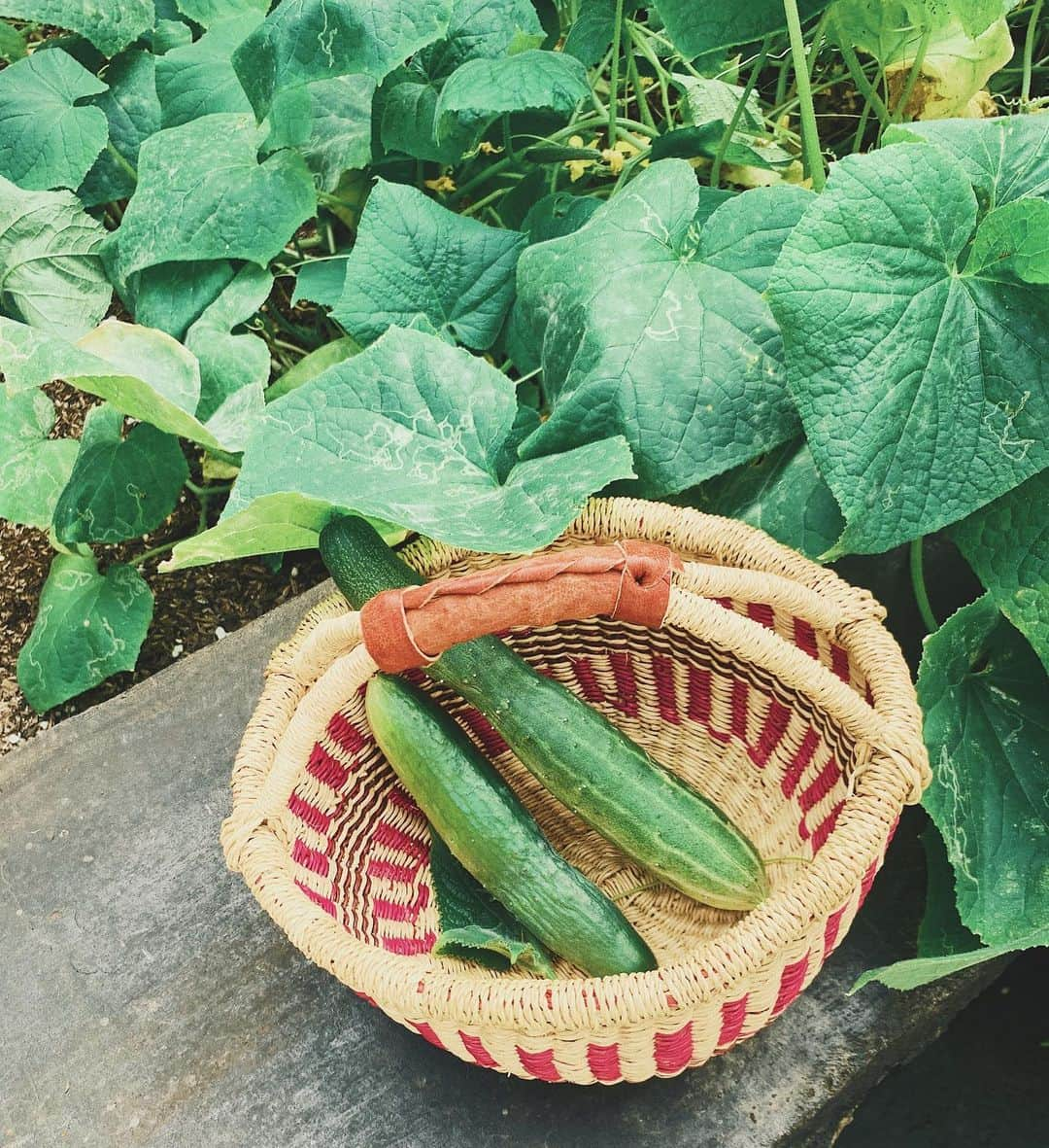 吉川ひなのさんのインスタグラム写真 - (吉川ひなのInstagram)「ついに❤︎ お庭に作った自然農法farmで種から育てたきゅうりを子どもたちが収穫🥒👱🏼‍♀️👶🏼 自然農法のやり方はなんの知識もないので、問題が起きるたびに調べて、farmにナメクジや虫が来るたびてんやわんわして、食べることへの感謝の気持ちがさらに生まれました。  ナメクジさんはディルが大好きで、別の場所に埋めたディルにたまに遊びに来てしまうのですが、アメリカのナメクジはとても危険なので怖いです。  自然農法がテーマなので薬とかは使わないんだけど、もし、ナメクジさん対策のナチュラルないい方法を知っている方いたらぜひ教えてください😊🙏🏻 #娘HawaiiLife #息子HawaiiLife #自然農法 #organicfarm」11月16日 12時08分 - hinanoyoshikawa