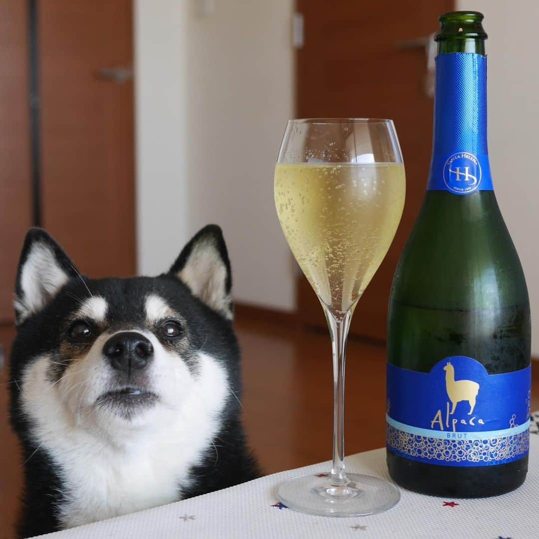 のインスタグラム：「お天気いいし呑みますか🍾 アテは男子ごはん的なマカロニグラタン🍽 豆は隣で日向ぼっこちう🐾 #とりあえず飲みますか #男子ごはん #マカロニグラタン #日向ぼっこ犬 #サンタヘレナアルパカスパークリングブリュット #アルパカスパークリングブリュット #アルパカスパークリング #日本で一番売れている輸入ワインアルパカ #輸入ワイン市場売上容量No1 #alpacabrut #kuroshiba #blackshiba #shibainu #shibastagram #instadog #dogstagram #柴犬 #黒柴 #黑柴 #癒し犬 #いぬら部 #ふわもこ部 #柴犬部 #わんこのいる暮らし #わんこのいる生活 #わんこと一緒 #わんダフォ #わんだふるJapan」