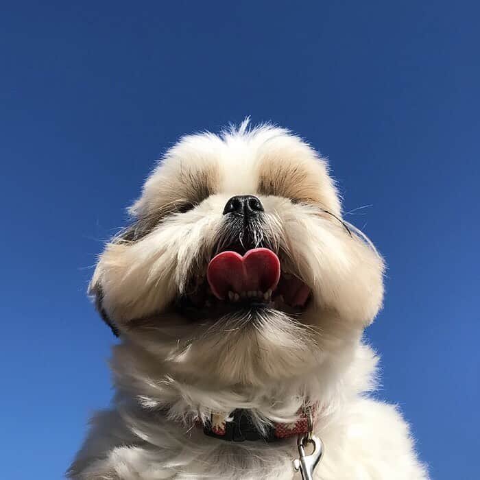 りんくさんのインスタグラム写真 - (りんくInstagram)「Happy weekend everyone! 😆🐶☀️💕💕 ・ 今日も穏やか＆平和な1日でありますように❤️❤️❤️」11月16日 12時45分 - link.jpn