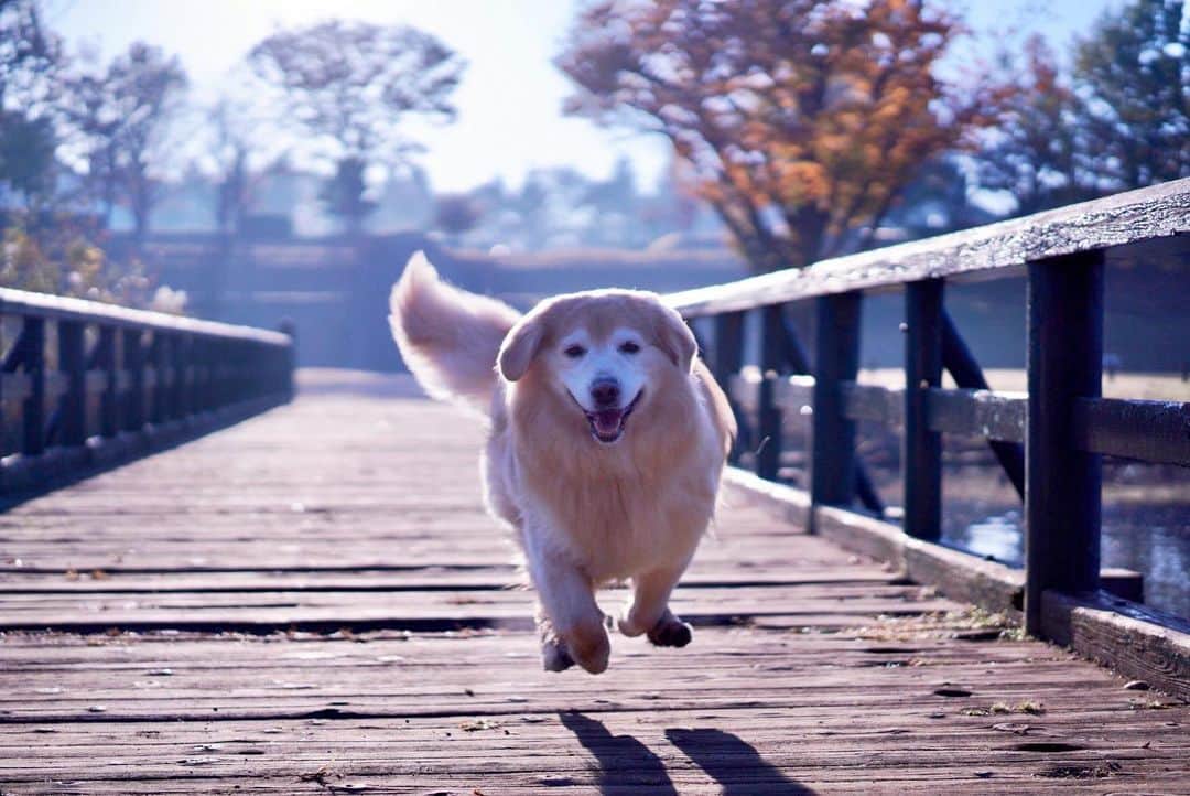 まゆみさんのインスタグラム写真 - (まゆみInstagram)「。 。 いーい？ お写真撮るから そこで待てだよ😄 。 …🐶 まったとおもーのー✌🏻🐶 。 。 #待て2秒 #飛んだあーちゃん #飛行犬 #間違いなく飛行犬😂 #なんだか丸い #トラフグ🐡 #飛行トラフグ 。 。 #ゴールデンレトリバー#goldenretriever#dog#犬#あーるん#golden#retriever#doglover#insta_dog#ぺんぺん子ちゃん#welovegoldens#Instagram#Instagramjapan#Instagramdogs#9gag#dogstagram#dogsofinstagram#dogs#doggy#あーぺーフォト」11月16日 12時57分 - aarun_evolution