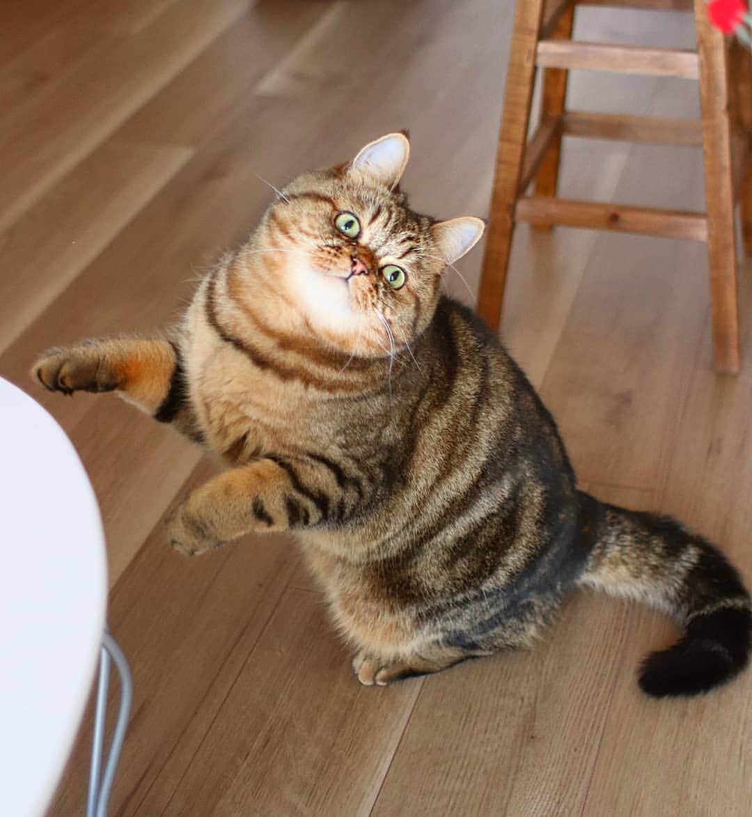 寅次郎（とらちゃん）さんのインスタグラム写真 - (寅次郎（とらちゃん）Instagram)「☆ Happy caturday . 食欲の秋だにゃ🍂🌾🍄🌰 . もりもりご飯食べてるから ちょっとまるまるしてきたかにゃ？ . エクササイズもやってるんだけどにゃ～😹 . #Happycaturday . .」11月16日 13時12分 - torachanthecat