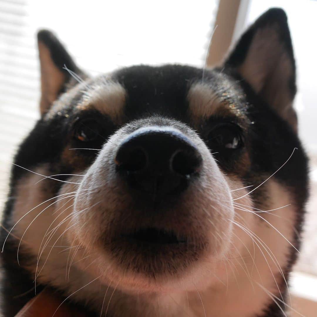 のインスタグラム：「#どアップでやんす #kuroshiba #blackshiba #shibainu #shibastagram #instadog #dogstagram #柴犬 #黒柴 #黑柴 #日本犬 #和犬 #癒し犬 #いぬら部 #ふわもこ部 #柴犬部 #モフモフ生命体 #わんこのいる暮らし #わんこのいる生活 #わんこと一緒 #柴犬と一緒 #柴犬のいる暮らし #柴犬のいる生活 #わんダフォ #わんだふるjapan #犬かわいい #犬かわいいよ #犬かわいいぬ」