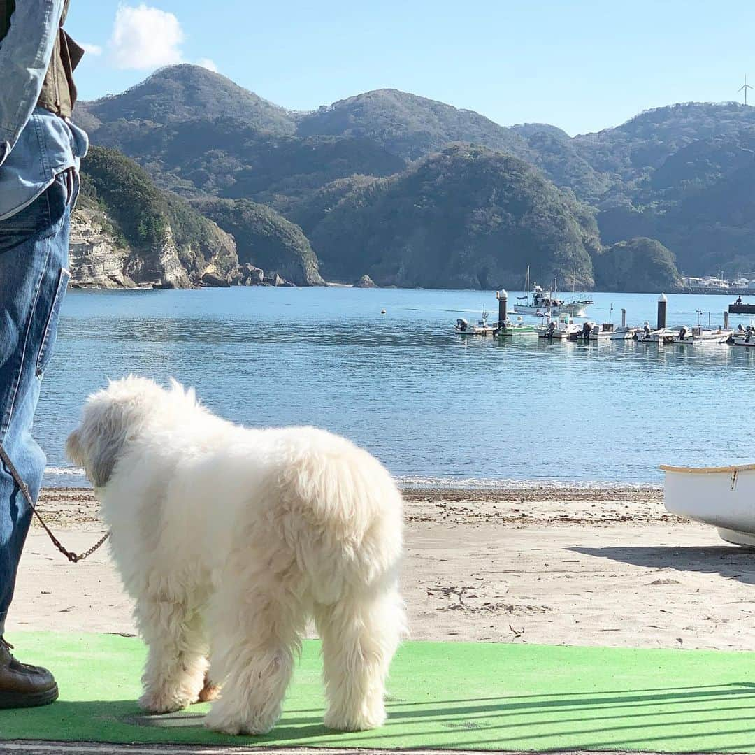 藤原美智子さんのインスタグラム写真 - (藤原美智子Instagram)「今日は気持ち良い天気だなぁ✨ アルフも気持ち良くお散歩🐾 ・ で、やっぱりオチリ狙い😄 🐶「あっ、ボクを撮ってるの？」 🐶「撮って、撮って〜💓」 🙍‍♀️「あぅ〜、こっちを見なくてもいいんだけど〜」 ・ #光る海 #小浦海岸 #海とアルフ #偶然にも #ウルトラマラソン #開催中  #のどかに応援中👏 #愛犬 #アルフ #おじさんケン #藤原美智子 #fujiwaramichiko #ladonna  #michikolife」11月16日 13時20分 - michiko.life