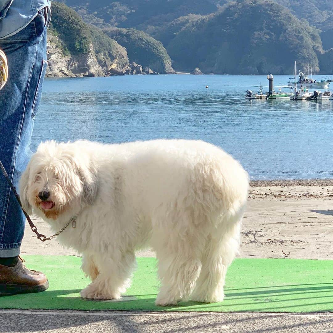 藤原美智子さんのインスタグラム写真 - (藤原美智子Instagram)「今日は気持ち良い天気だなぁ✨ アルフも気持ち良くお散歩🐾 ・ で、やっぱりオチリ狙い😄 🐶「あっ、ボクを撮ってるの？」 🐶「撮って、撮って〜💓」 🙍‍♀️「あぅ〜、こっちを見なくてもいいんだけど〜」 ・ #光る海 #小浦海岸 #海とアルフ #偶然にも #ウルトラマラソン #開催中  #のどかに応援中👏 #愛犬 #アルフ #おじさんケン #藤原美智子 #fujiwaramichiko #ladonna  #michikolife」11月16日 13時20分 - michiko.life