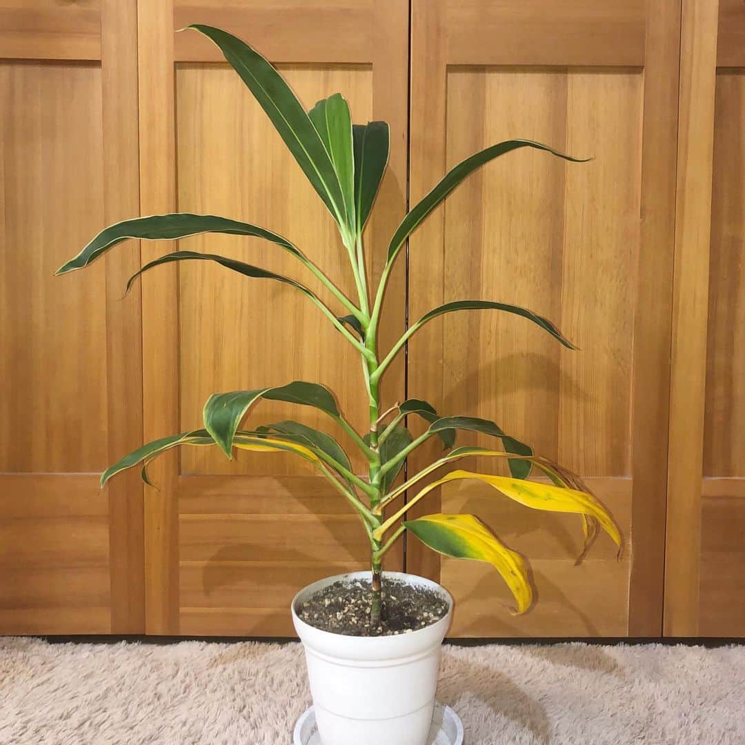 のインスタグラム：「eyes解散ライブのときにファンのみんなからいただいた花束の中の葉っぱ🌱 ・ この子は元気そうだったから鉢に植えたの☺︎ 枯れてきてる所がいただいたときの葉で、 半分より上が新しく出てきて成長中の葉だよ！ ・ これからもぐんぐん育つ！！💪😎🌲 ・ ありがとう☺︎💞 ・ ・ ・ #e_yes」