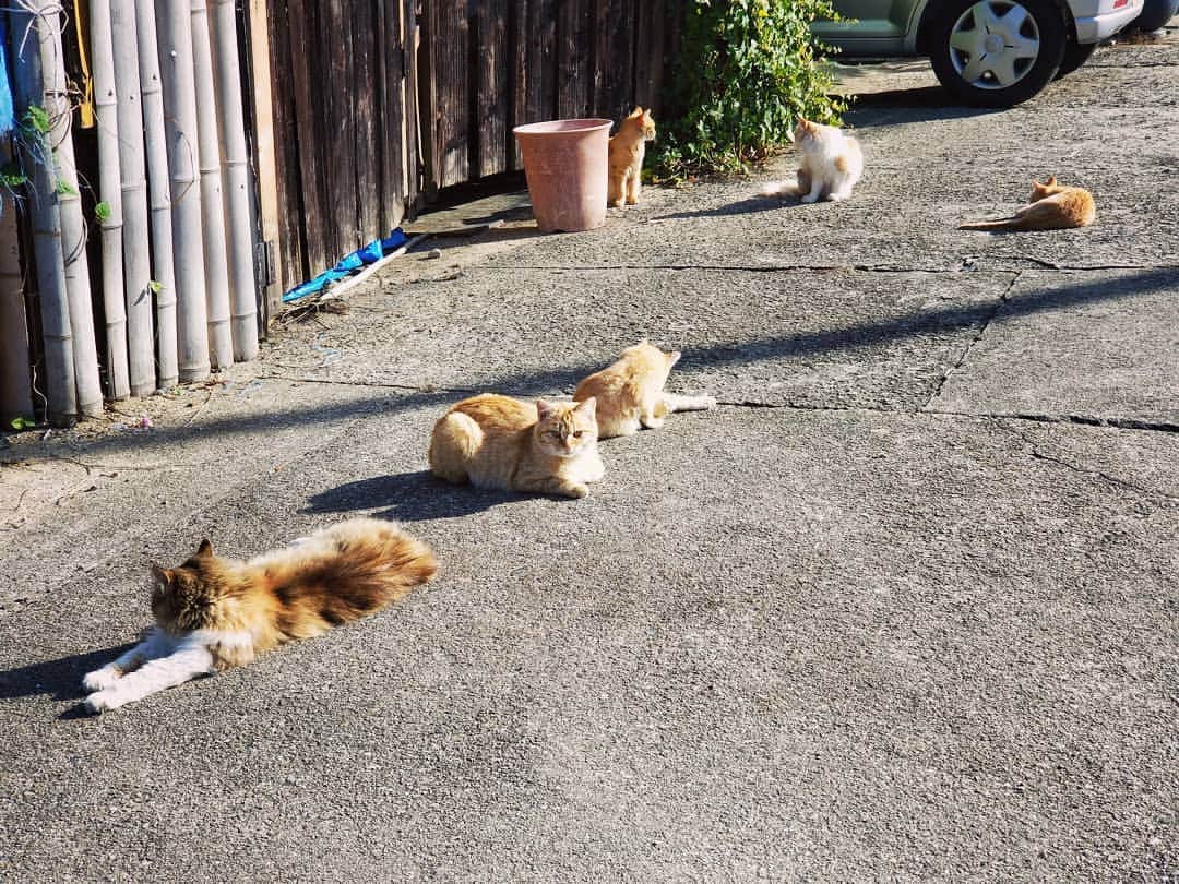 津田大介のインスタグラム：「百島が猫天国だった件。そういえば島の感じも田代島に似ている。」