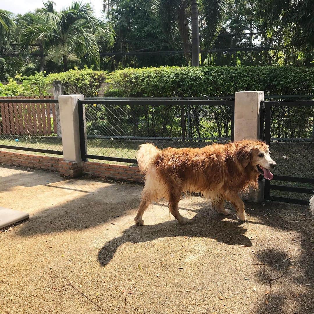 Hoykong&Plamuekのインスタグラム：「Wet dog is a happy dog 😁」