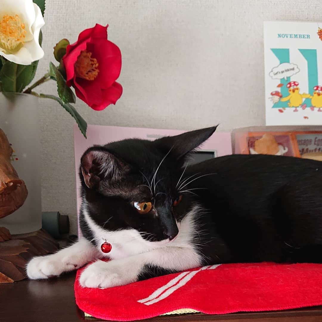 足立玲菜さんのインスタグラム写真 - (足立玲菜Instagram)「今日は祖母のお家にいます。半年前に飼いだしたみーちゃん🐱おっきくなるの早いなぁ。 大人しくて可愛い🐱  #猫 #ねこすたぐらむ #猫との暮らし #cat #catstagram #可愛い」11月16日 15時27分 - reina_adachi