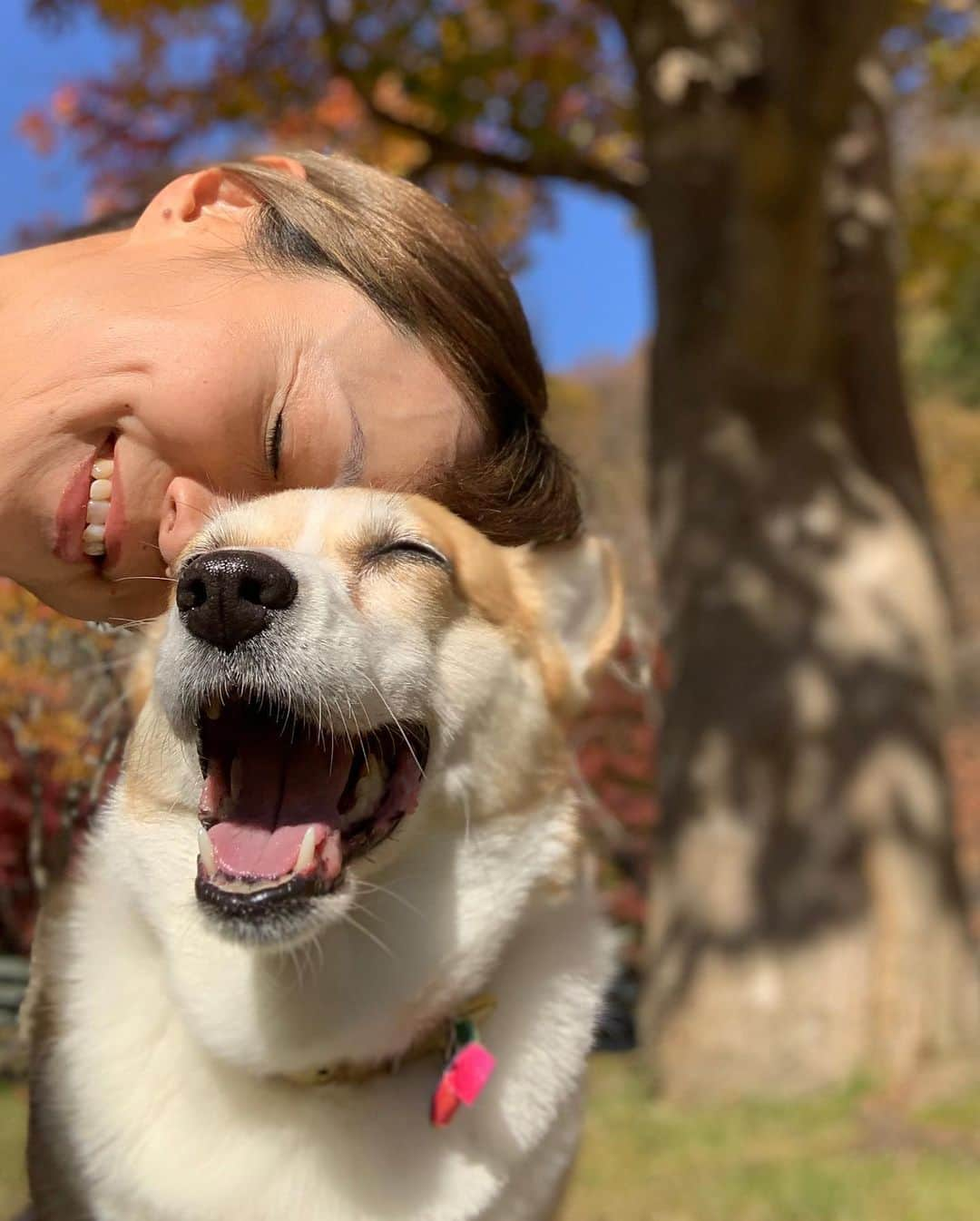 橋本志穂さんのインスタグラム写真 - (橋本志穂Instagram)11月16日 15時26分 - shihohashimoto3