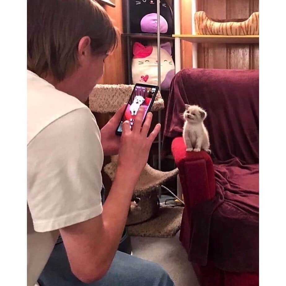 のインスタグラム：「#caturday 📸 #swipe」