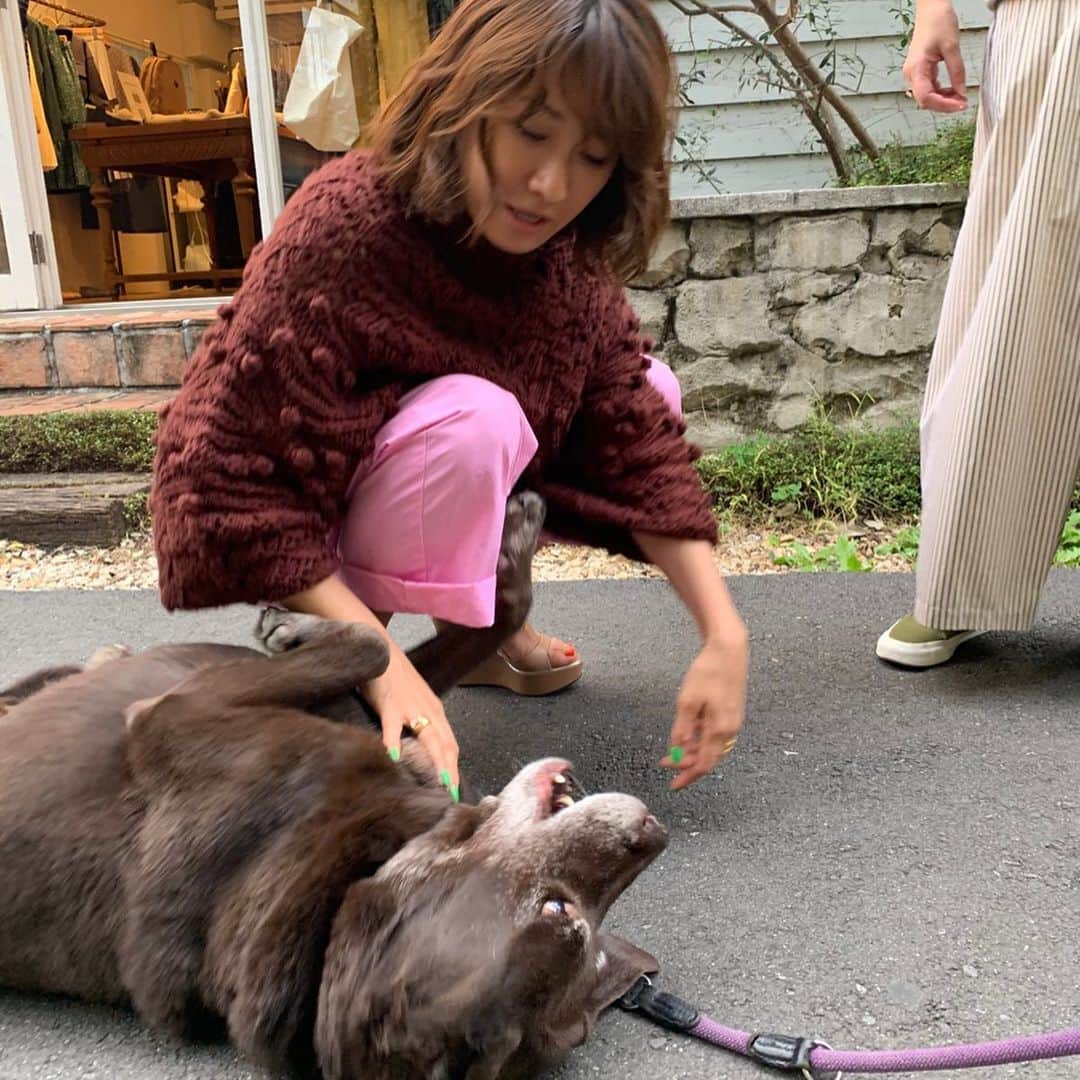 風間ゆみえのインスタグラム：「Bombonが展示会に遊びに来てくれた❤️ 保護犬だったこの子を友人夫婦が迎えてからどれくらい？もう5〜6年たったかな。やってきたときとは、上目遣いでいつも警戒しているような、怯えているような様子だったボンボンはすっかり大人になり、もうまるで違うワンコさんのように愛らしいキャラクターに。 愛を受けて育つとこんなにも変わるんだなぁと☺️ 近頃は、こうして写真でみると熊に見えて🐻くるな…笑  #yumie_k_style」