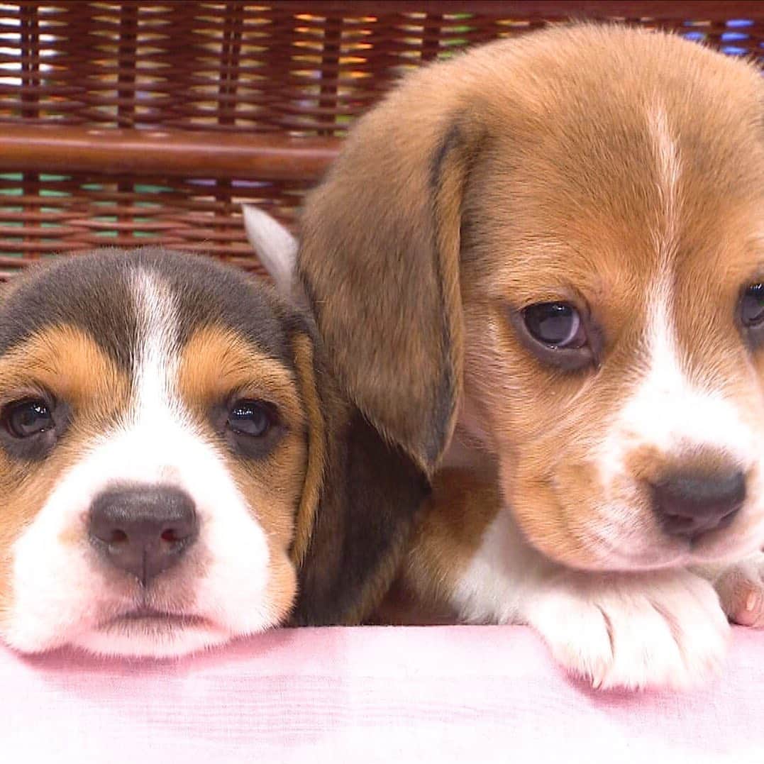 天才 志村どうぶつ園さんのインスタグラム写真 天才 志村どうぶつ園instagram ビーグル の赤ちゃん 志村どうぶつ園 子犬 ビーグル 動物の赤ちゃん 11月16日放送 11月16日 16時32分 Minnano Zoo Ntv