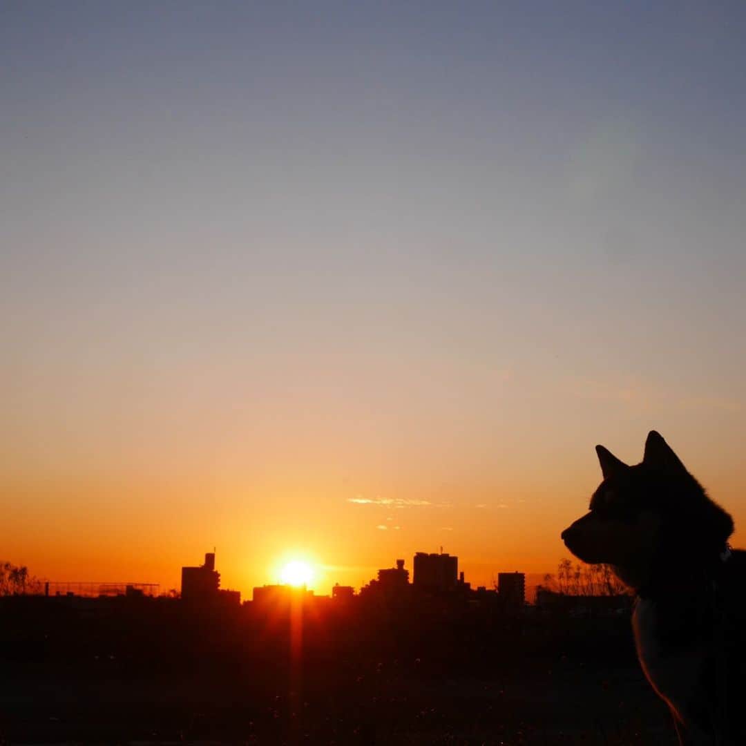 のインスタグラム：「夕焼け豆散歩🌇 #シルエットロマンス部  #夕焼け #夕焼け空 #夕焼けの空  #ゆうやけこやけ部 #夕やけワンワン #黒柴 #柴犬 #和犬 #日本犬 #わんこ #わんこと一緒 #わんこのいる生活  #柴犬と一緒 #柴犬のいる生活 #柴犬のいる暮らし #わんダフォ #わんだふるjapan」
