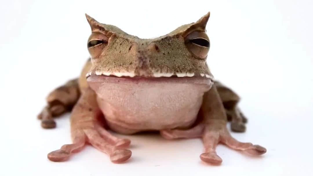 のインスタグラム：「Video by Joel Sartore @joelsartore | This nocturnal tree-dweller is an endangered horned marsupial frog at El Valle Amphibian Conservation Center (@amphibianrescue). Ecuador, where this frog is found,  is a known hot spot for amphibian biodiversity; at least 589 species live within its borders, with new discoveries reported each year. To see a still of another horned frog species, follow me @joelsartore. #hornedfrog #marsupialfrog #amphibian #PhotoArk #savetogether」