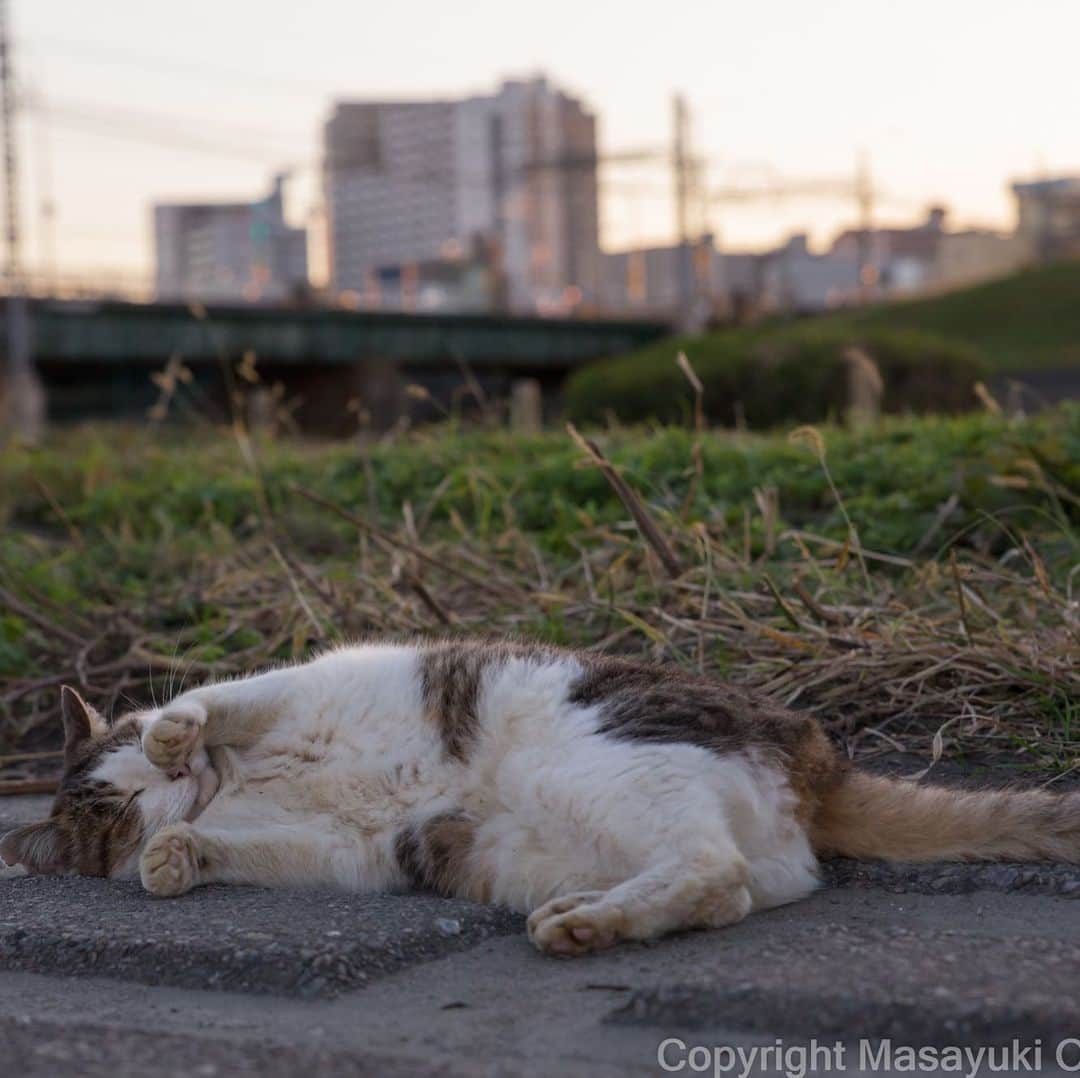 Masayukiさんのインスタグラム写真 - (MasayukiInstagram)「両手招き。  #cat #ねこ」11月16日 16時54分 - okirakuoki