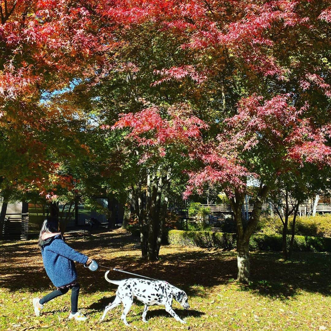 高岡早紀 さんのインスタグラム写真 - (高岡早紀 Instagram)「秋。 紅葉の中の散歩。。 穏やかで温かい時間。  #紅葉　#もみじ　#dalmatian #娘たち」11月16日 16時57分 - saki_takaoka