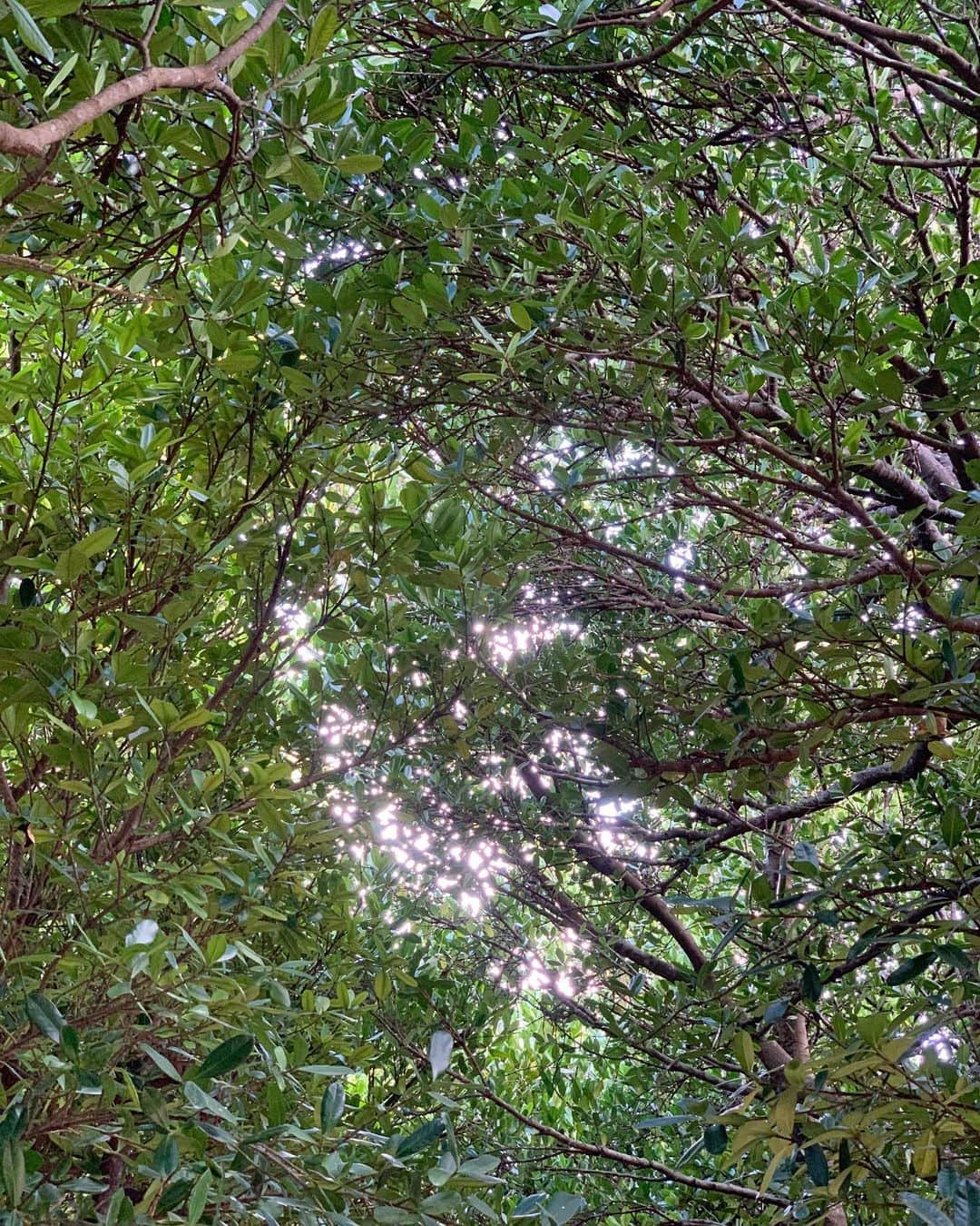のインスタグラム：「🌳🌳🌳🐃﻿ ﻿ 並木道も 海沿いも 最高に気持ちのいいサイクリング日和でした𓂃 𓈒𓏸 #今日の気候最高♥︎」