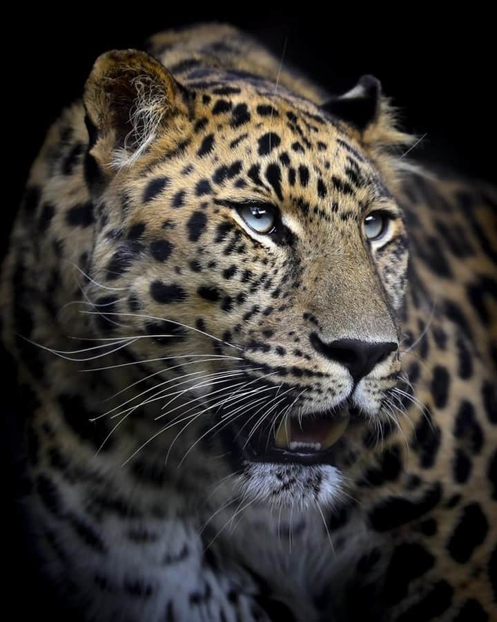 San Diego Zooさんのインスタグラム写真 - (San Diego ZooInstagram)「Charlie the Amur leopard is poised to become America's Next Top Meowdel 😼 #Caturday #FelineFierce #MaleMeowdel #sandiegozoo 📷: Ian Gill」11月17日 3時01分 - sandiegozoo
