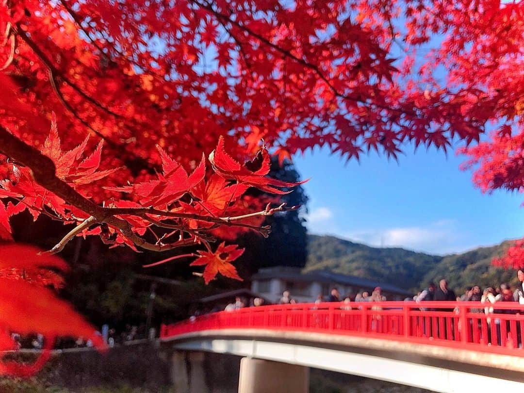 南雲穂波さんのインスタグラム写真 - (南雲穂波Instagram)「#香嵐渓 へ行きました！🍁 写真があまり上手ではないので…肉眼で見る方がずっと綺麗でした(´∀｀*) ・ 一昨日の投稿にたくさんの紅葉スポット情報をありがとうございました😊 #揚げもみじ饅頭 を食べた他に、お土産に#もみじの衣揚げ を買ったので食べるのが楽しみです！ ・ 香嵐渓は今朝の#デルサタ 紅葉スポットランキングでも1位、思い立ったが吉日と思って出かけました. 友人や恋人と来ている人がほとんどだったので、誰かと約束して行けばよかったな🙃 ・ #紅葉狩り #足助 #待月橋 #紅葉 #メーテレ #アナウンサー #名古屋テレビ #愛知 #aichi #豊田市 #南雲穂波」11月16日 19時04分 - honami_nagumo_nbn