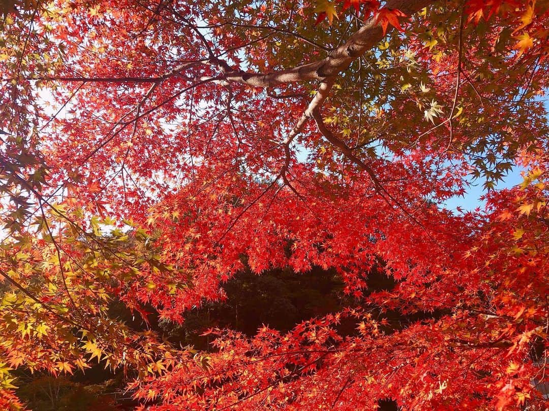 南雲穂波さんのインスタグラム写真 - (南雲穂波Instagram)「#香嵐渓 へ行きました！🍁 写真があまり上手ではないので…肉眼で見る方がずっと綺麗でした(´∀｀*) ・ 一昨日の投稿にたくさんの紅葉スポット情報をありがとうございました😊 #揚げもみじ饅頭 を食べた他に、お土産に#もみじの衣揚げ を買ったので食べるのが楽しみです！ ・ 香嵐渓は今朝の#デルサタ 紅葉スポットランキングでも1位、思い立ったが吉日と思って出かけました. 友人や恋人と来ている人がほとんどだったので、誰かと約束して行けばよかったな🙃 ・ #紅葉狩り #足助 #待月橋 #紅葉 #メーテレ #アナウンサー #名古屋テレビ #愛知 #aichi #豊田市 #南雲穂波」11月16日 19時04分 - honami_nagumo_nbn