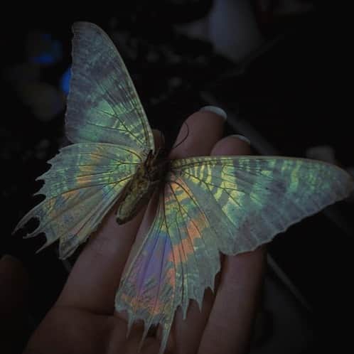 chiiiiiのインスタグラム：「🦋」