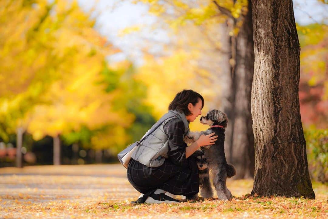 のインスタグラム：「⑅︎◡̈︎* ・ 今日もいいお天気でしたね♪ ママと内緒話中のマーブルです。こんばんワン*ˊᵕˋ)੭ ・ まだまだ修行が足りず、伝えたい事の3割くらいしかママには伝わりませんヾ(≧︎∪︎≦︎*)ﾉ〃 ・ #嫁グラフィー  #紅葉2019  #銀杏並木  #秩父ミューズパーク  #autumnleaves  #autumncolors  #raw_japan  #japan_daytime_view  #japan_of_insta  #東京カメラ部  #しゅなら部 #ミニチュアシュナウザー #ミニシュナ #シュナウザー #miniatureschnauzer #schnauzer #schnauzerofinstagram #schnauzer_lovers  #schnauzer_planet  #inulog #east_dog_japan #all_dog_japan  #todayswanko  #inutokyo  #dogsta #イヌトミィ #insta_dog #SonyAlphaAnimalPortrait #Japan_ILC #A7M3」