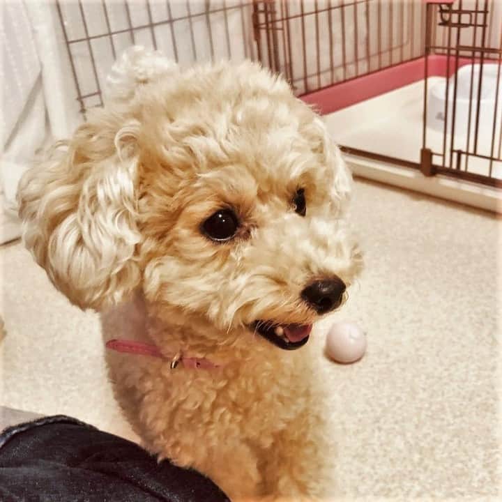 DogHuggyのインスタグラム：「水曜の豆知識クイズの正解は「タマネギ」でした！🐶⠀ 今回も正解率がほぼ100%でしたね✨⠀ ⠀ 先週に続き、「タマネギ」もわんちゃんが食べられないもののなかでもとても有名ですよね。⠀ ⠀ ⠀ タマネギを食べてしまった量が少しの場合でも症状が出ることもあるそうです💡もしネギ科のものを食べてしまった場合は、症状が出る前にまず動物病院に相談しましょう🏥⠀ ⠀ ⠀ 知ってたよ！という方も、はじめて知ったという方もいいねをお願いします♪⠀ ⠀ ⠀ #poodle #poodlesofinstagram #instadog #dog #dogstagram #doglover #pet #instapet #プー #プードル #犬 #いぬ#わんこ #犬のいる生活 #いぬすたぐらむ #いぬばか #いぬら部 #いぬ部 #ドッグホスティング #ドッグホスト #doghuggy #ドッグハギー⠀⠀ #おうちでお預かり」