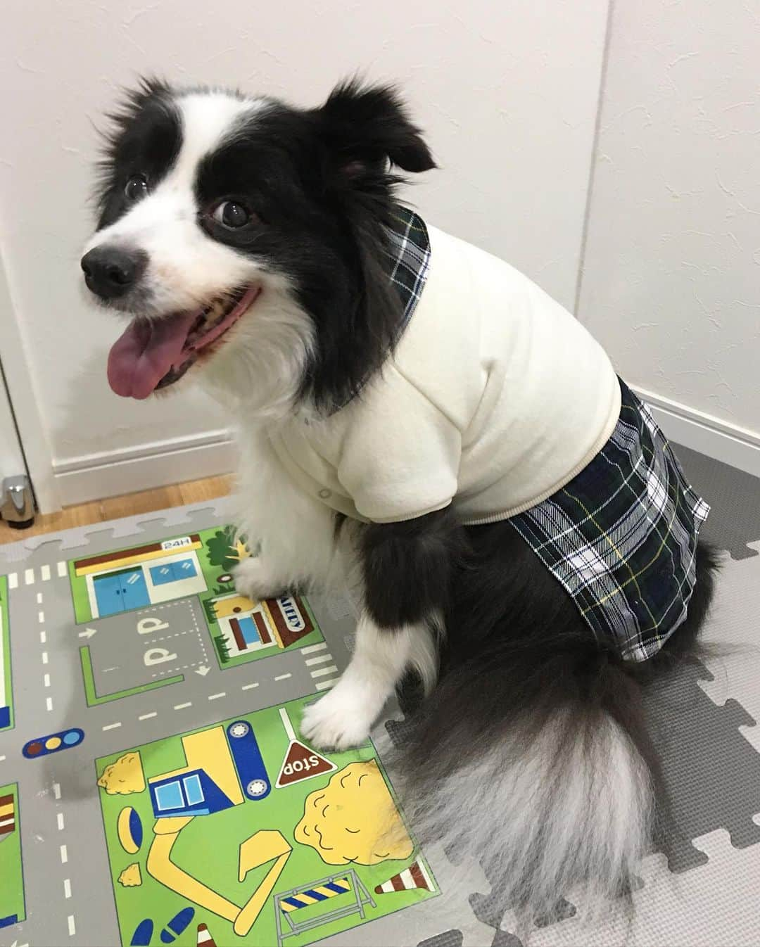 犬バカ部宣伝部長のインスタグラム