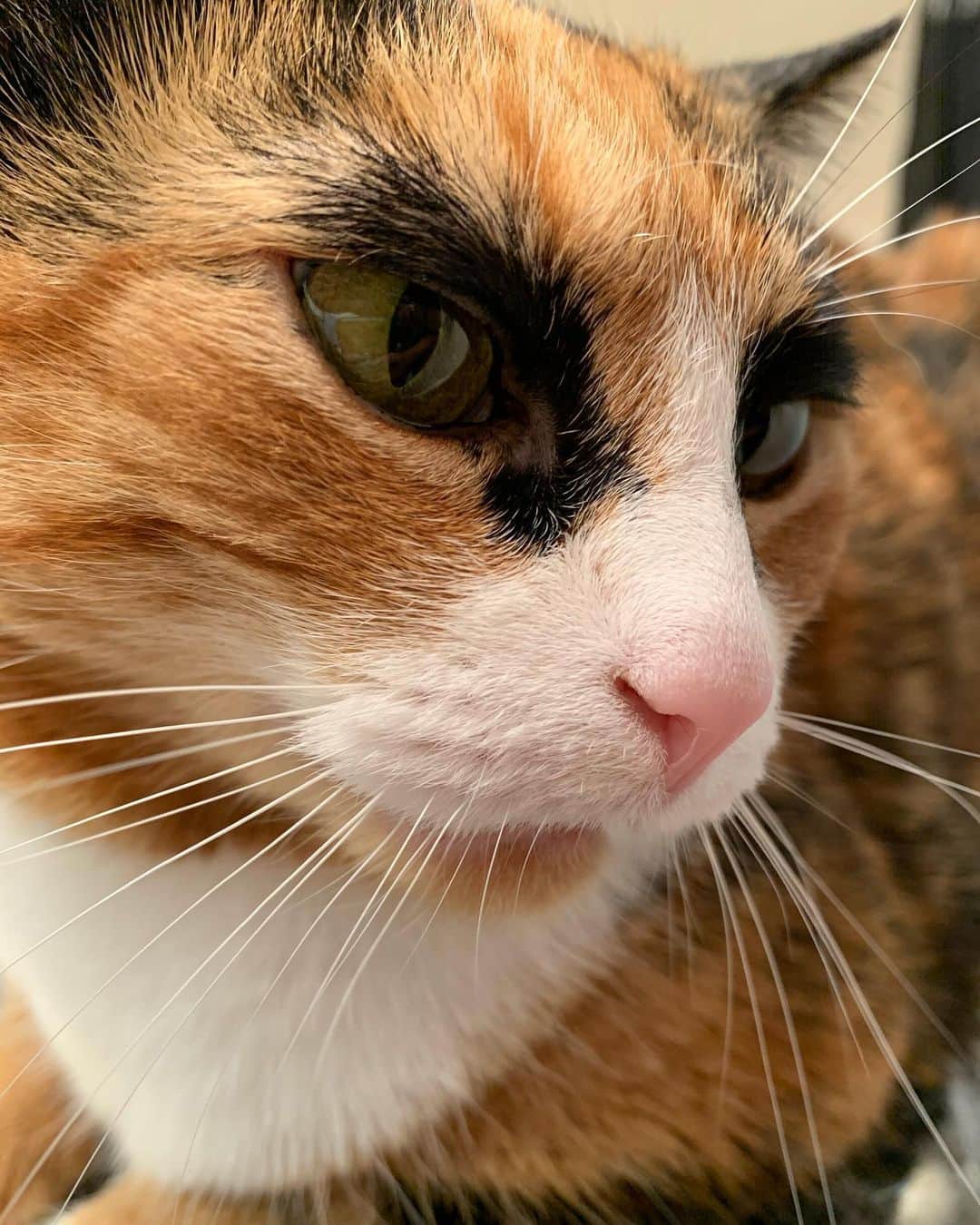 のインスタグラム：「Pretty whiskers for caturday 😸」