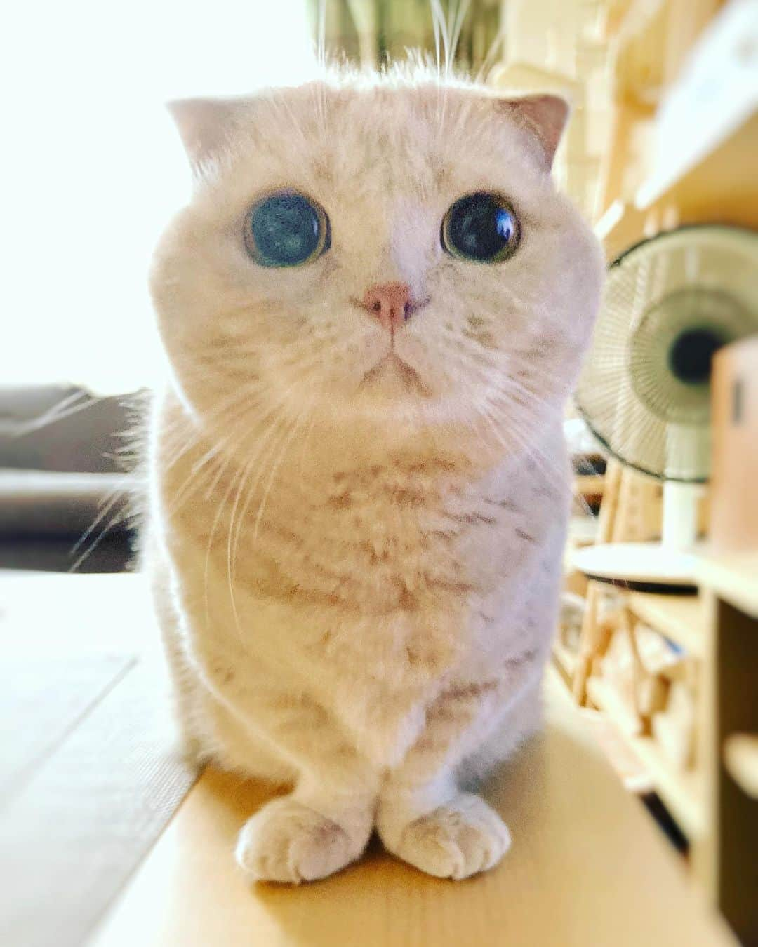 ashmiemuさんのインスタグラム写真 - (ashmiemuInstagram)「I’m ready for a snack. . おやつちょうだい？」11月16日 22時11分 - ashmiemu