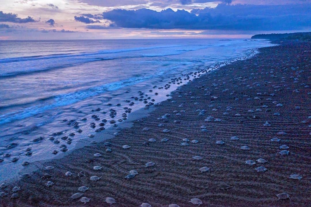 Thomas Peschakのインスタグラム：「This photograph is taken from high up in the air and these are not tiny sea turtle hatchlings! Each animal leaving bulldozer like tracks in the sand is a almost 3 feet (1m) long adult female coming ashore to nest. Costa Rica's arribadas—mass arrivals of sea turtles—are among nature's most spectacular sights. Once or twice a month during the rainy season, female olive ridleys come ashore by the tens of thousands, dig nests in the sand, and lay their eggs under the hungry eyes of egg-stealing vultures and raccoons. Shot on assignment for @NatGeo working with the Ostional National Wildlife Refuge @vbezy @filipe_deandrade @ottowhitehead Check out the full story in the October 2019 issue of @NatGeo magazine with text by @craigwelch #seaturtles #turtle #beachlife #beachday #costarica」