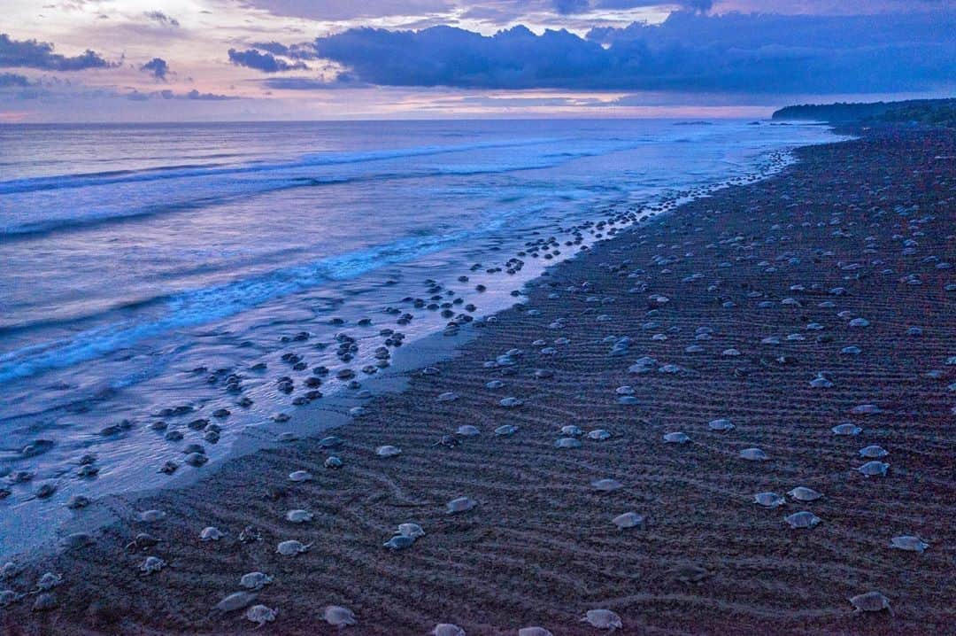 Thomas Peschakさんのインスタグラム写真 - (Thomas PeschakInstagram)「This photograph is taken from high up in the air and these are not tiny sea turtle hatchlings! Each animal leaving bulldozer like tracks in the sand is a almost 3 feet (1m) long adult female coming ashore to nest. Costa Rica's arribadas—mass arrivals of sea turtles—are among nature's most spectacular sights. Once or twice a month during the rainy season, female olive ridleys come ashore by the tens of thousands, dig nests in the sand, and lay their eggs under the hungry eyes of egg-stealing vultures and raccoons. Shot on assignment for @NatGeo working with the Ostional National Wildlife Refuge @vbezy @filipe_deandrade @ottowhitehead Check out the full story in the October 2019 issue of @NatGeo magazine with text by @craigwelch #seaturtles #turtle #beachlife #beachday #costarica」11月16日 22時24分 - thomaspeschak