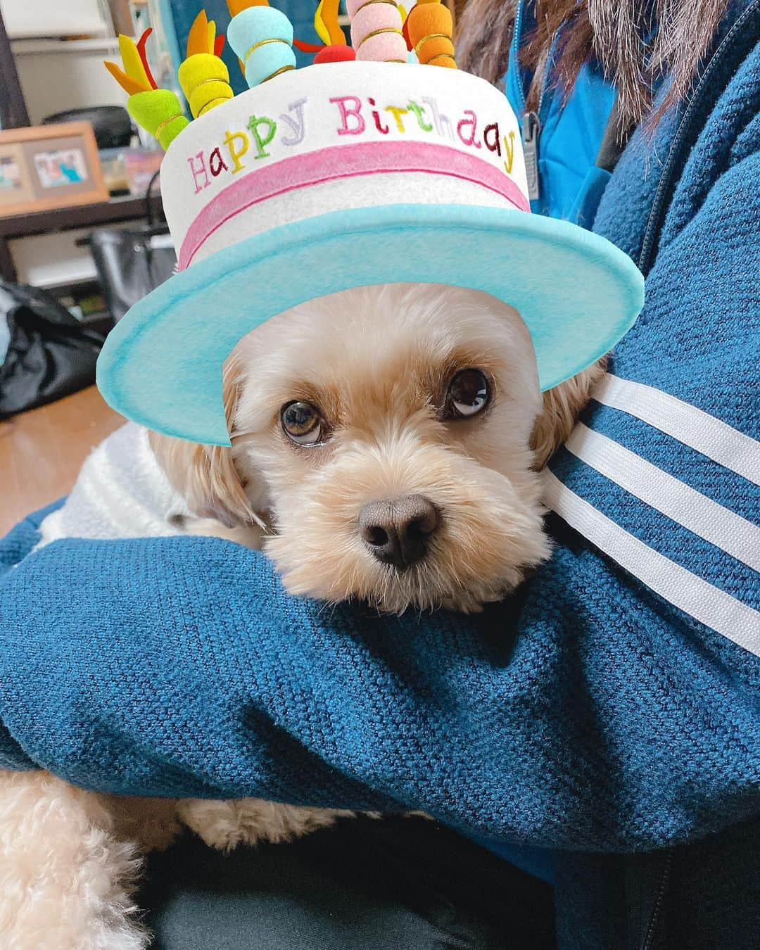 宮川杏奈さんのインスタグラム写真 - (宮川杏奈Instagram)「愛しのベイベちゃんの誕生日会🎂💕 . #ペット #犬 #ぬいぐるみ説 #犬のいる暮らし  #ペットのいる生活  #いぬすたぐらむ  #ペキプー #ペキニーズ #プードル #我が子は可愛い #毛むくじゃらの息子 #お犬様 #自分を犬だと思ってない #それがいい #ニーゴ #25 #neego #ペットは家族 #犬好きな人と繋がりたい  #犬なしでは生きていけません会」11月16日 22時51分 - an1221na