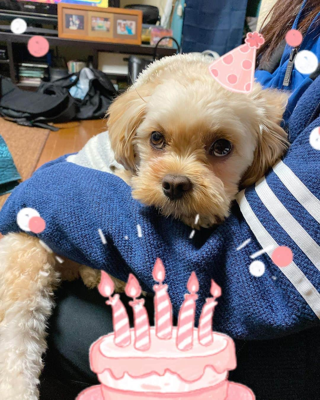 宮川杏奈さんのインスタグラム写真 - (宮川杏奈Instagram)「愛しのベイベちゃんの誕生日会🎂💕 . #ペット #犬 #ぬいぐるみ説 #犬のいる暮らし  #ペットのいる生活  #いぬすたぐらむ  #ペキプー #ペキニーズ #プードル #我が子は可愛い #毛むくじゃらの息子 #お犬様 #自分を犬だと思ってない #それがいい #ニーゴ #25 #neego #ペットは家族 #犬好きな人と繋がりたい  #犬なしでは生きていけません会」11月16日 22時51分 - an1221na