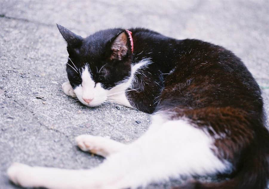 小島梨里杏さんのインスタグラム写真 - (小島梨里杏Instagram)「優しい柴又のねこちゃん  #nikon #lomography  #film #filmcamera #cat #猫アレルギーだけど #猫もすき #カラーコーンがにんじんに見える 🥕🐈」11月16日 23時03分 - r_riria