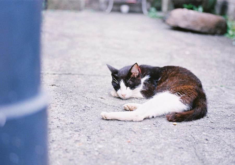 小島梨里杏さんのインスタグラム写真 - (小島梨里杏Instagram)「優しい柴又のねこちゃん  #nikon #lomography  #film #filmcamera #cat #猫アレルギーだけど #猫もすき #カラーコーンがにんじんに見える 🥕🐈」11月16日 23時03分 - r_riria