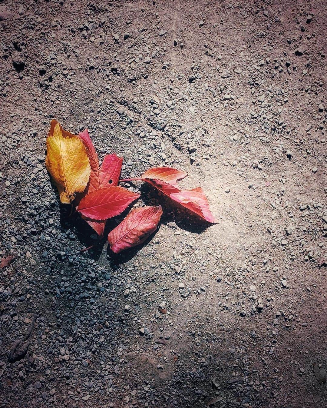 ima_ju / Jun Iのインスタグラム：「. . Season Fragments . . ::」