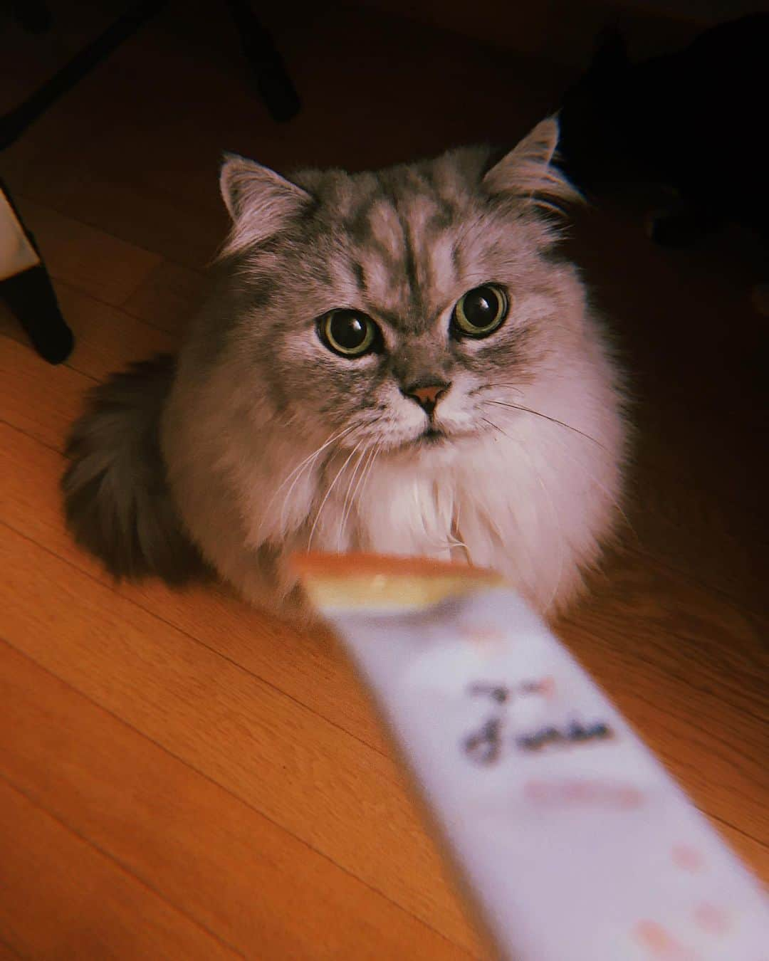 ジャング・ウネ・サングさんのインスタグラム写真 - (ジャング・ウネ・サングInstagram)「냥이 집사님들 주목~! 츄르말고 마이캣퓨레! 비타민이들어있고 냥이들에게나쁜것들 무첨가한 건강한 국내산 츄르!  인공색소 소금 설탕 등등 무첨가! 신장이안좋은 처방사료먹는 우리 춘보에게 안심하고 먹일수있는 퓨레!  우리 춘보가 환장하고 먹는거 오랜만에봤어요  #마이베프캣퓨레 #감사합니다 #우리춘보가너무좋아해요 #츄르말고퓨레 #마이캣퓨레는수의사겸집사이신분이아픈냥이를위해건강하게만들었대요」11月16日 23時32分 - junghyesung91