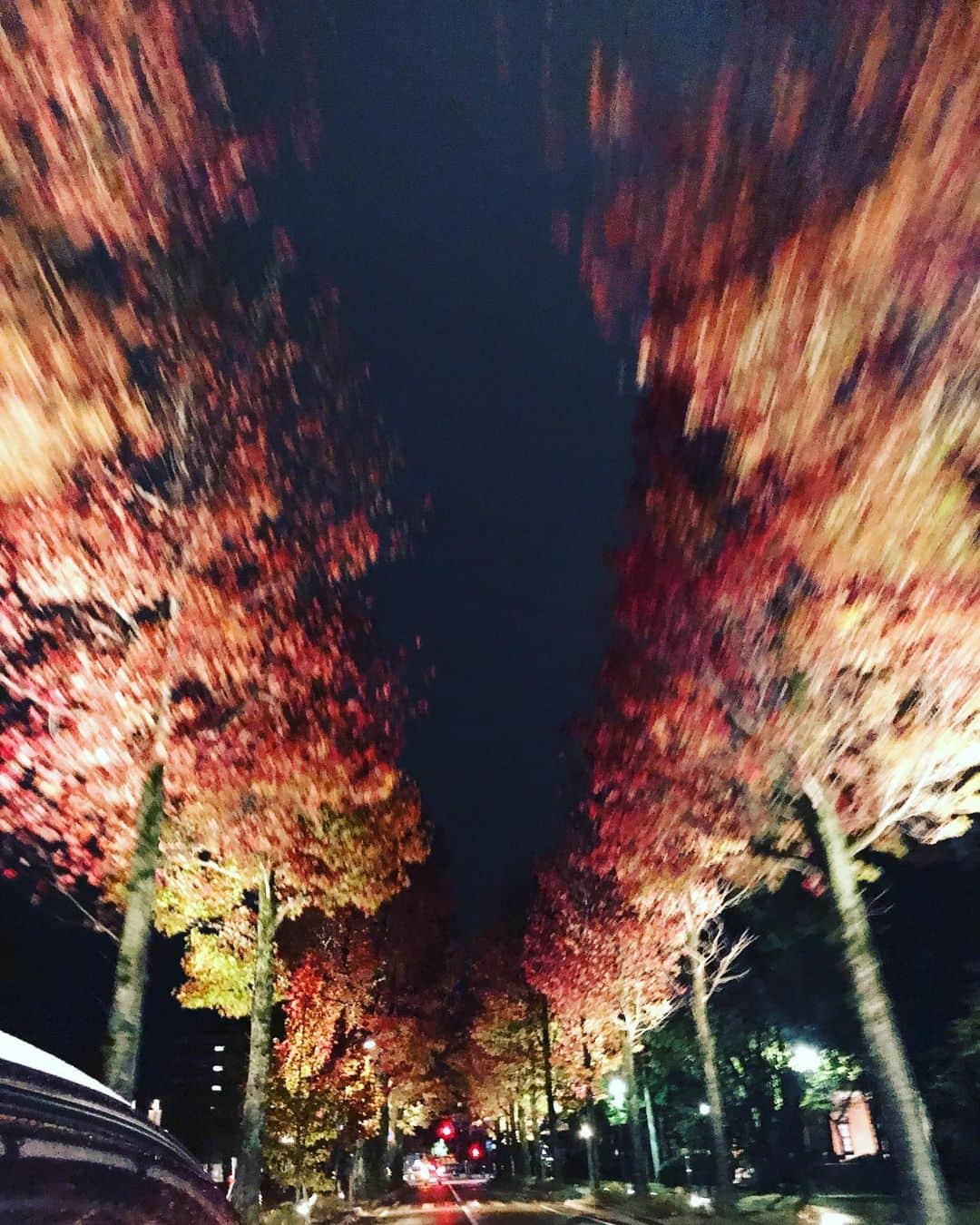 椎名直子さんのインスタグラム写真 - (椎名直子Instagram)「今年はちょっと遅めの紅葉。  冬がくる💛  好きだ〜」11月17日 0時11分 - natadecoco