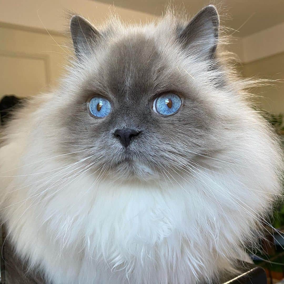 Tinaのインスタグラム：「Bright eyed and bushy tailed...maybe that describes more George than Wheezy 😹 #Caturday」