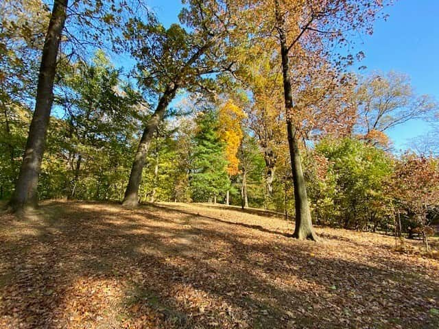 モービーさんのインスタグラム写真 - (モービーInstagram)「In NYC for a few days and reminded that the east coast in autumn is just about the most beautiful place in the world.」11月17日 1時00分 - moby