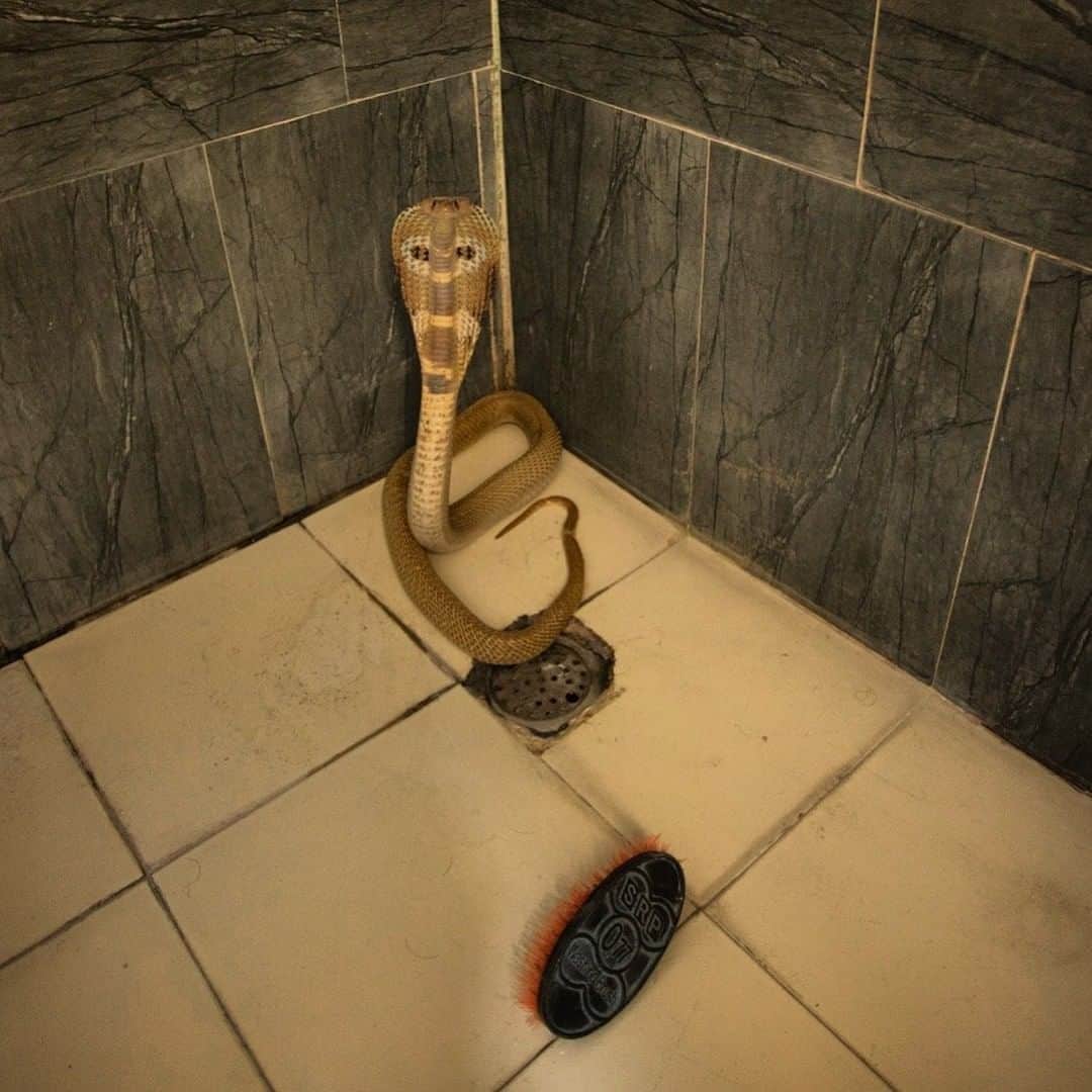 のインスタグラム：「Photo by Trevor Frost @tbfrost | Another day, another cobra in a shower in southern India. Hard to say how the cobra ended up here, though we suspect it was looking for water. To see more photos of the extraordinary men and women in India who are rescuing snakes from inside peoples homes, I'm @tbfrost」