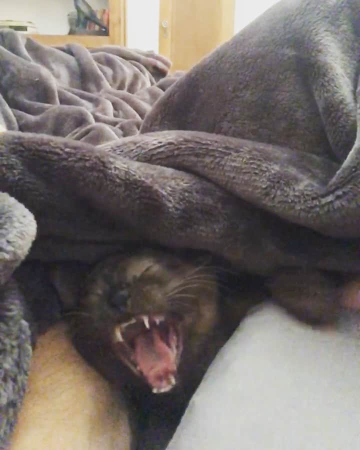 キーガン・アレンのインスタグラム：「Waking up slowly with sentient stuffed bear @tynthecat」