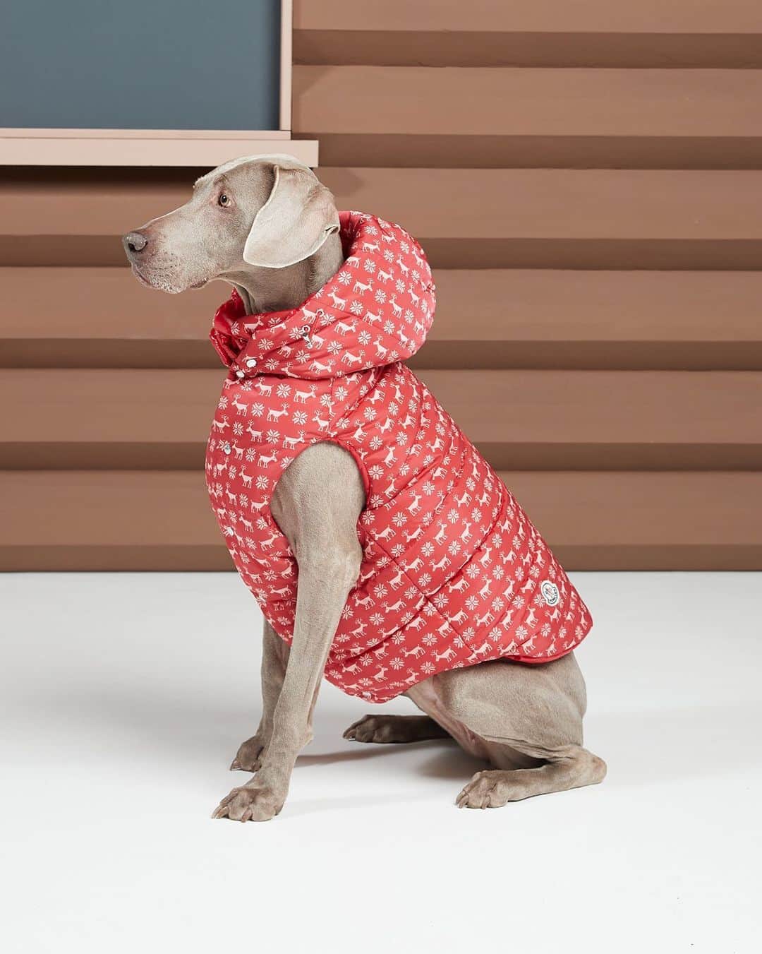 モンクレールさんのインスタグラム写真 - (モンクレールInstagram)「Setting the bar in canine chic. Moncler & Poldo Dog Couture is available online and in stores today. _ #MONCLERGENIUS @PoldoDogCouture #MonclerDogs」11月17日 2時23分 - moncler