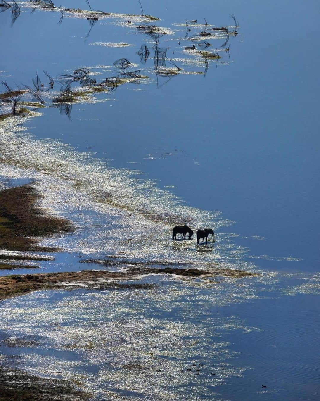 Michael Yamashitaさんのインスタグラム写真 - (Michael YamashitaInstagram)「Horses graze on grass in the waters of Napa Lake, Shangrila. Back on the Tea Horse Road, or Chamagudao, the ancient trading route where Chinese tea was exchanged for Tibetan horses for over a thousands years. Driving  from Yunnan to Lhasa  on an expedition sponsored by #Songtsam Lodges. It’s been 10 years since I traveled this route on assignment for National Geographic for the story, “The Forgotten Road” No longer forgotten, the road has been paved and  serves as the main highway to Lhasa. @songtsam  #teahorseroad  #chamagudao #tibet #tibetan  #shangrila #sonya7r4」11月17日 13時14分 - yamashitaphoto