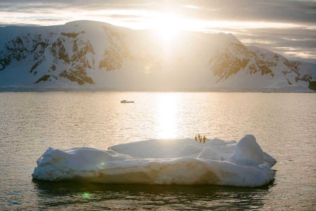 National Geographic Travelさんのインスタグラム写真 - (National Geographic TravelInstagram)「Photo by @max.lowe I With the sun sinking low on the horizon over the seventh continent, Adélie penguins shuffle away as our ship passes a small chunk of ice they are occupying. Something about the low sun in the southern sky makes the world seem so wildly warm and soft, even though you're surrounded by ice and snow. To see more from my time in the Antarctic follow @max.lowe.」11月17日 6時05分 - natgeotravel
