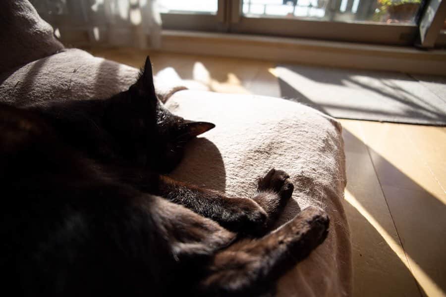 ホタテ＆クラム＆シラスさんのインスタグラム写真 - (ホタテ＆クラム＆シラスInstagram)「猫たちが日向ぼっこでリビングに来る季節になりました^^ こうなると写真が撮れる（撮りたくなるw）　#cat #neko #blackcat #猫 #ねこ #黒猫 #catstagram #instagram #instagramjapan #ig_japan #igersjp #ScottishFold #スコティッシュフォールド」11月17日 6時16分 - msy1515