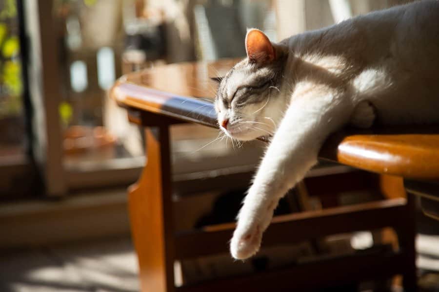 ホタテ＆クラム＆シラスのインスタグラム：「猫たちが日向ぼっこでリビングに来る季節になりました^^ こうなると写真が撮れる（撮りたくなるw）　#cat #neko #blackcat #猫 #ねこ #黒猫 #catstagram #instagram #instagramjapan #ig_japan #igersjp #ScottishFold #スコティッシュフォールド」